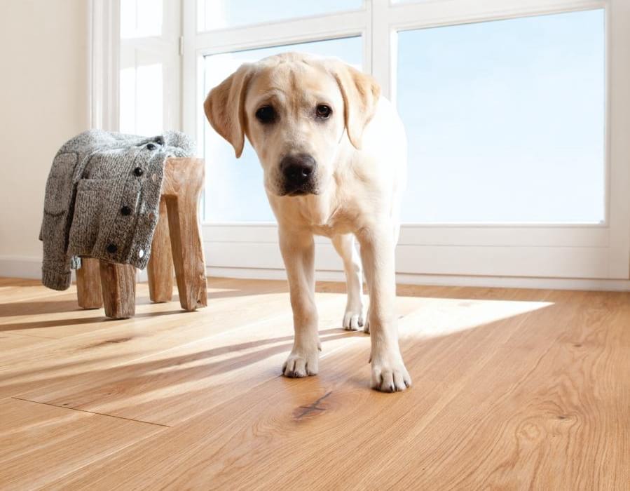 Підлога, якщо є домашні тварини: як вибрати покриття, щоб менше подряпин і простіший догляд